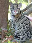 cloudedleopard
