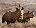 lewarhino