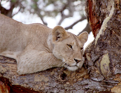 BRenda fishbaugh with lion africa