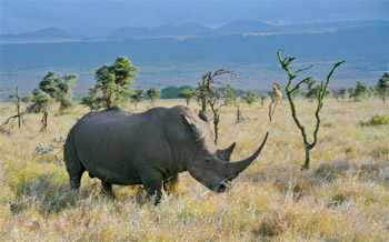 EYE PRO ASSISTS IN RHINO RESCUE